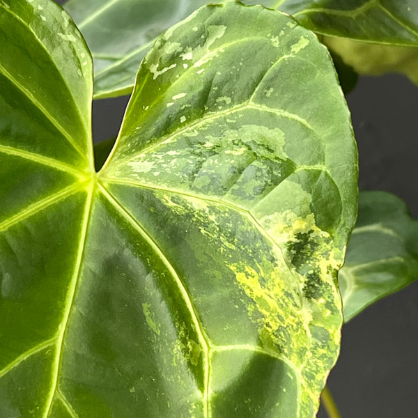 園芸ネット本店｜アンスリウム：クリスタリナム×マグ二フィカ