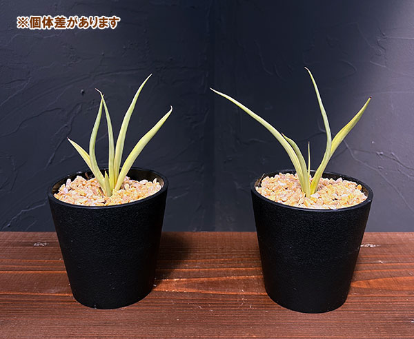 園芸ネット本店｜サンセベリア：ダンシングドラゴン 3.5号鉢植え の