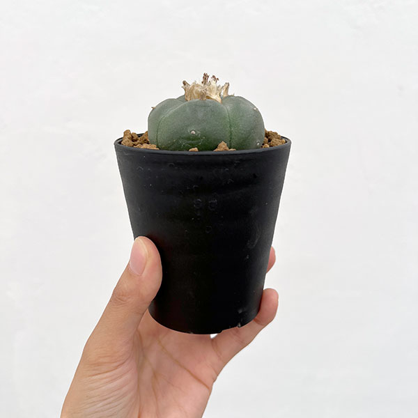 園芸ネット本店｜サボテン：ロフォフォラ 鳥羽玉 3号鉢植え の通販【公式】