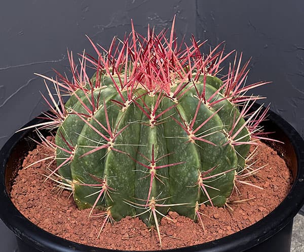 園芸ネット本店｜フェロカクタス：赤鳳 8号鉢植え の通販【公式】