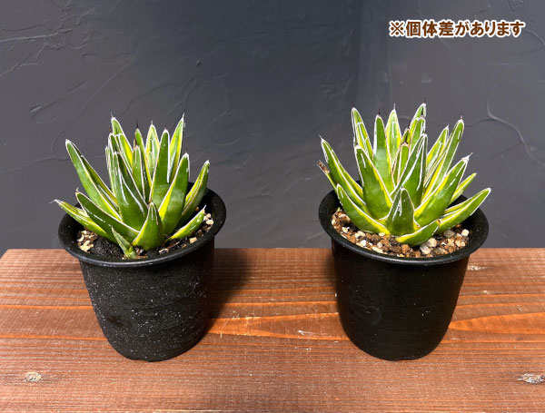 大特価！【アガべ 姫笹の雪白覆輪 中苗 子株付き】 2026年最新】姫笹の