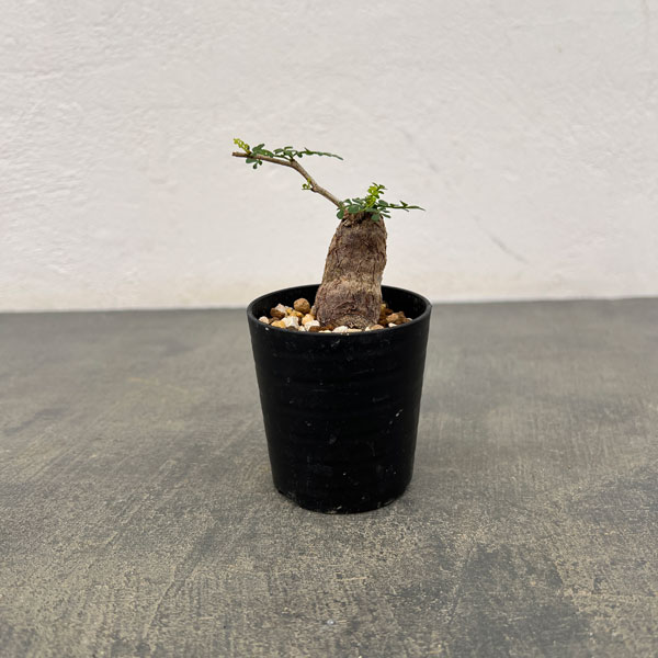 園芸ネット本店｜オペルクリカリア：パキプス（根挿し株）Sサイズ 2.5