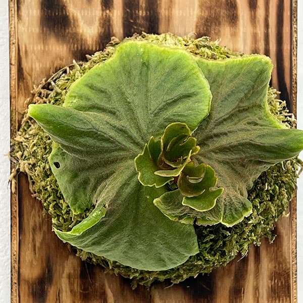 園芸ネット本店｜ビカクシダ（コウモリラン）：リドレイシルベリー