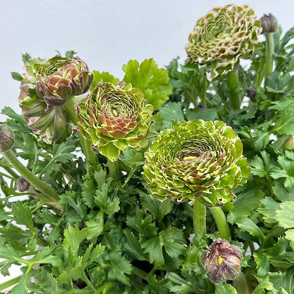 園芸ネット本店｜ラナンキュラス：ポンポン キャンディ5号鉢植え の