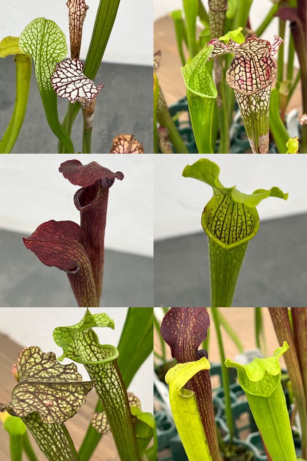 園芸ネット本店｜サラセニア：品種おまかせ 2号ポット の通販【公式】