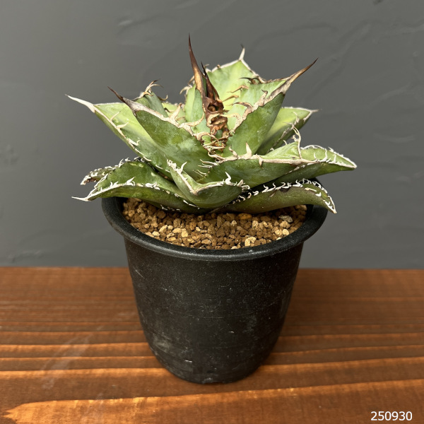 園芸ネット本店｜アガベ：オテロイ 3号鉢植え の通販【公式】