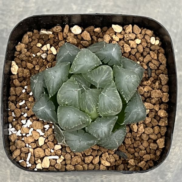 園芸ネット本店｜ハオルチア：カラフルオブ＃6（黒オブツーサ錦xOB1