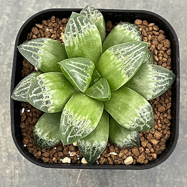 園芸ネット本店｜ハオルチア：ミニスカ（ゲラルディ×星影） 3号