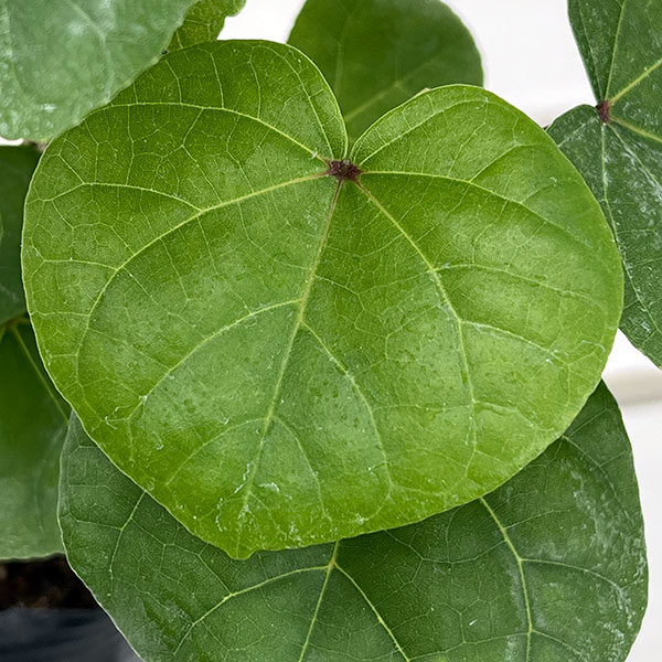 園芸ネット本店｜オオハマボウ：コンパクタ 3号ポット の通販【公式】