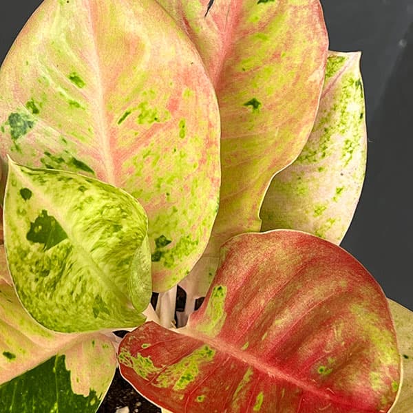 園芸ネット本店｜アグラオネマ：ピンクエメラルド 4号鉢入り の通販