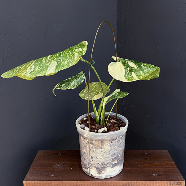 園芸ネット本店｜モンステラ：デリシオーサ レガシー 5号25-01 の通販