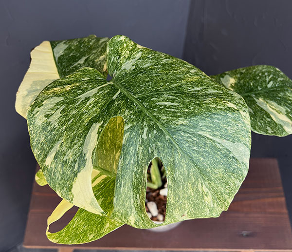 園芸ネット本店｜モンステラ：デリシオーサ レガシー 5号25-02 の通販