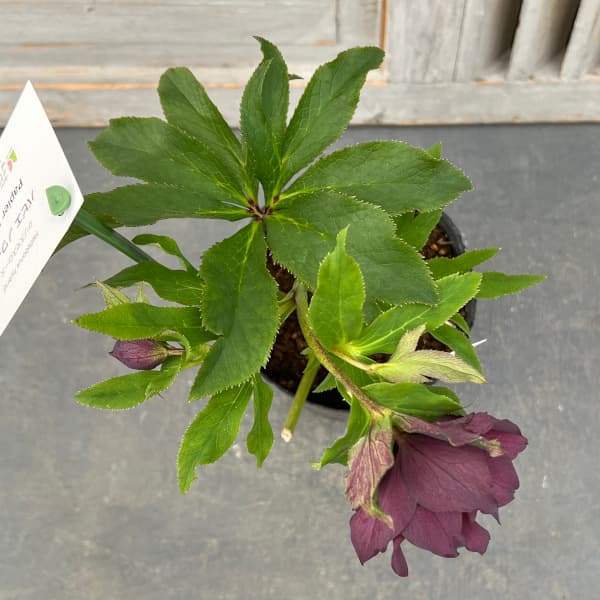 園芸ネット本店｜花郷園さんのクリスマスローズ：25-36パピエ ノワール