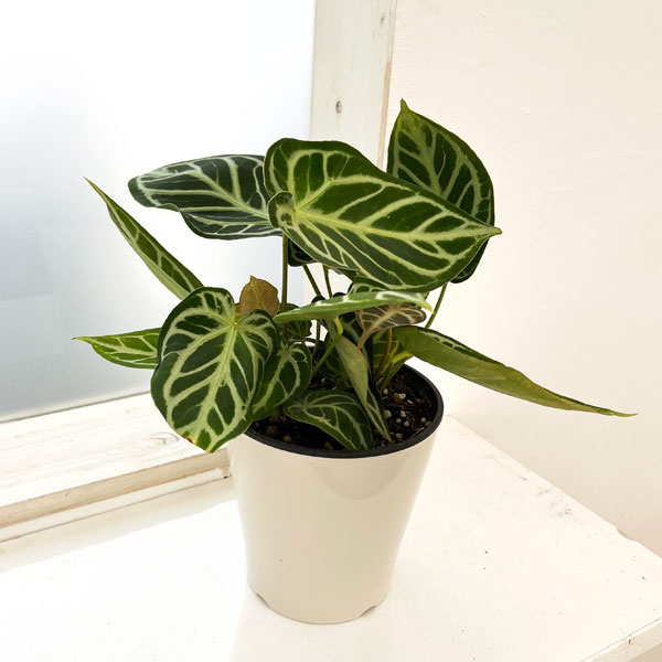 アンスリウム クリスタリナム ミント 斑入り アンスリウム クリスタ