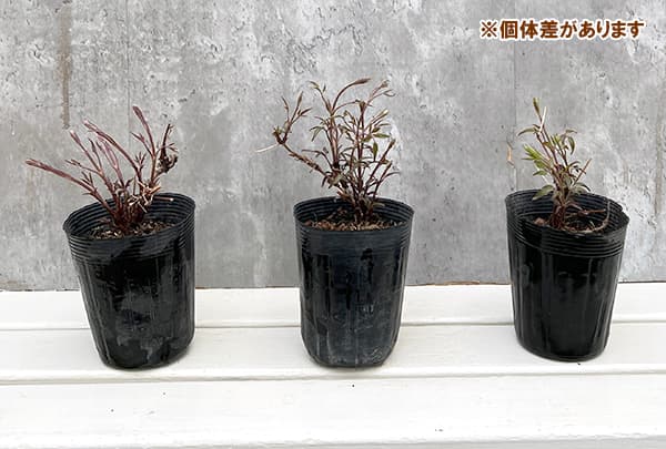 園芸ネット本店｜クレマチス：サクラノヨウセイ（咲良の妖精）3-3.5号