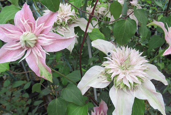 園芸ネット本店｜クレマチス：サクラノヨウセイ（咲良の妖精）3-3.5号