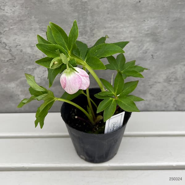 クリスマスローズ 大和園 パステリッシュストレイン 小輪多花 未株分け