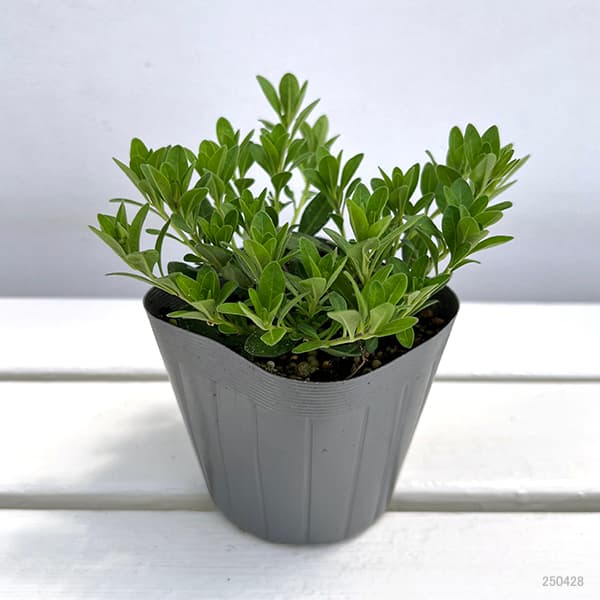 園芸ネット本店｜カリブラコア：アロハダブル アプリコット3.5号ポット