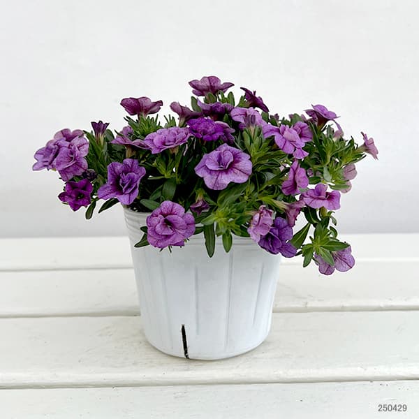 園芸ネット本店｜カリブラコア（八重咲）：オロダブルライトブルー3.5