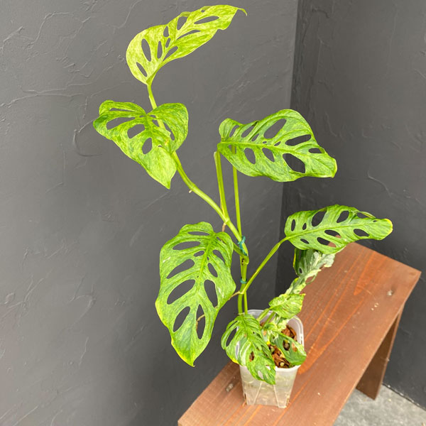 園芸ネット本店｜モンステラ：アダンソニー（マドカズラ）モットルド