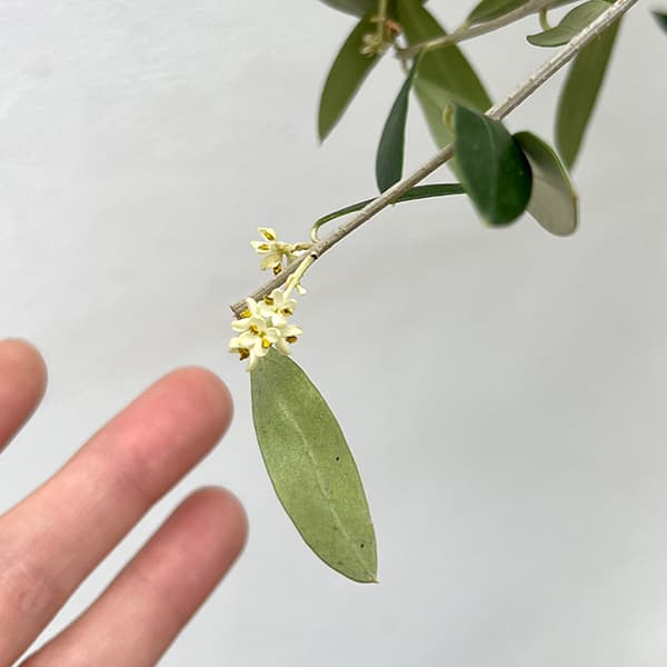 園芸ネット本店｜オリーブ：ネバティロブランコ 8号硬質ポット の通販