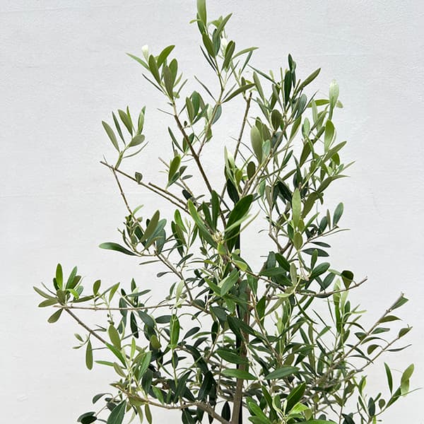 園芸ネット本店｜オリーブ：ネバティロブランコ 8号硬質ポット の通販