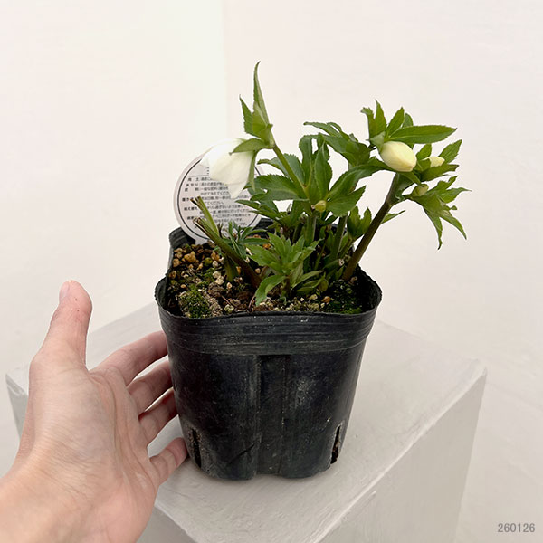 園芸ネット本店｜横山園芸さんのクリスマスローズ：26-22ベビードール