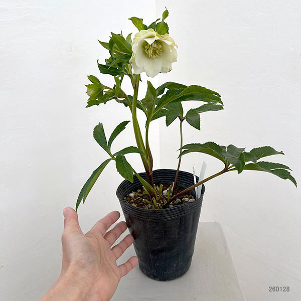 園芸ネット本店｜若泉ファームさんのクリスマスローズ：26-26