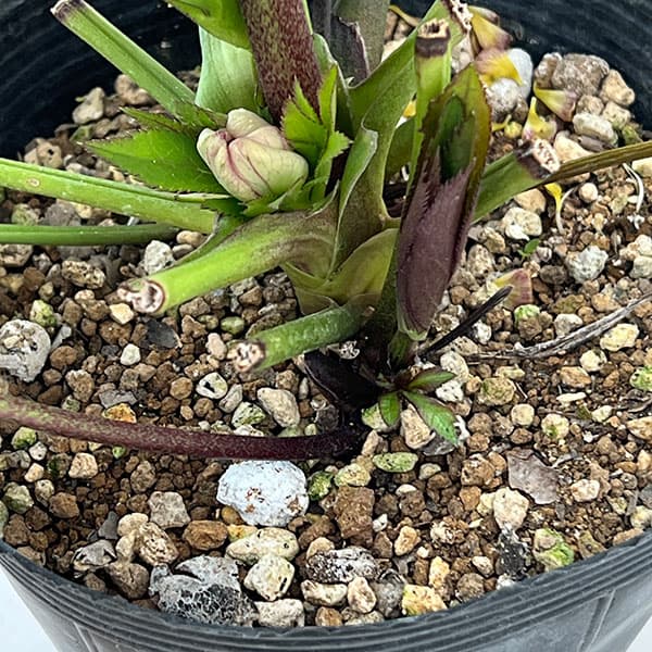 園芸ネット本店｜若泉ファームさんのクリスマスローズ：26-34