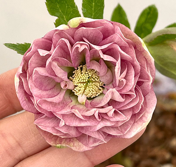 園芸ネット本店｜吉田園芸さんのクリスマスローズ：多弁交配26-01／4.5