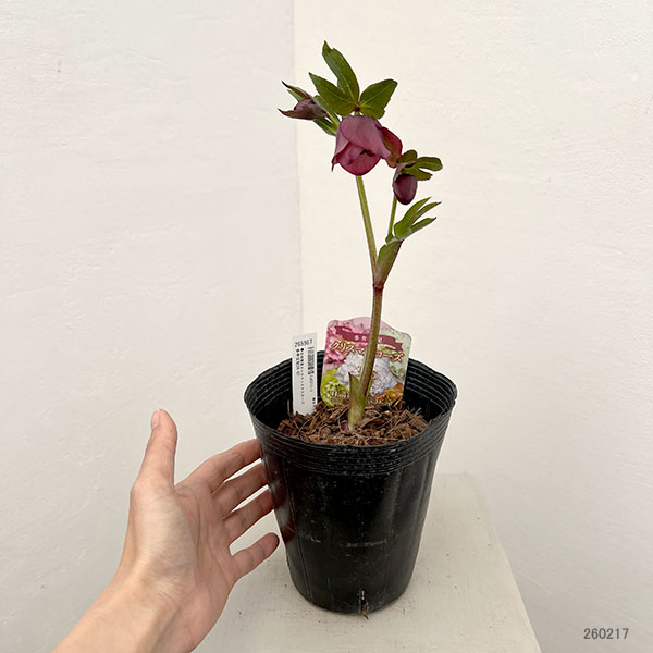 園芸ネット本店｜吉田園芸さんのクリスマスローズ：多弁交配26-07／4.5