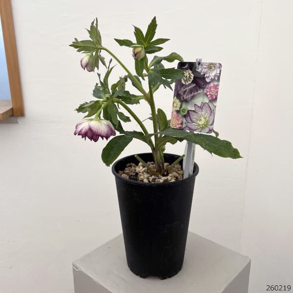 園芸ネット本店｜高正園さんのクリスマスローズ：26-60ダブル／5号