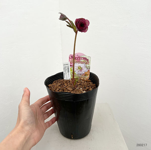 園芸ネット本店｜吉田園芸さんのクリスマスローズ：超多弁交配26-02