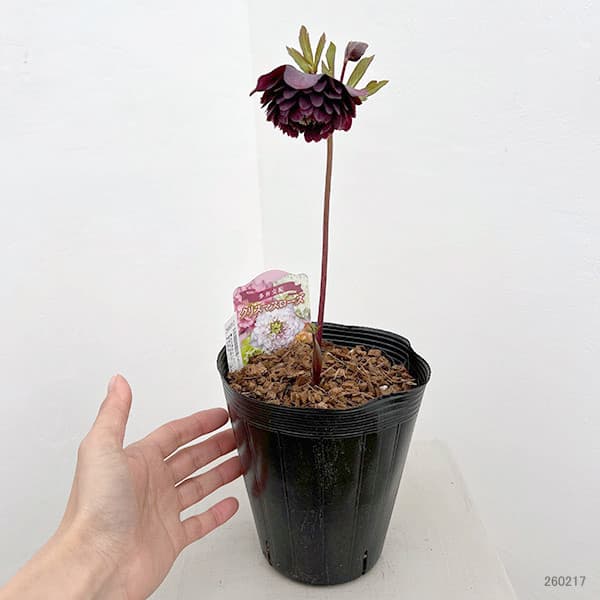 園芸ネット本店｜吉田園芸さんのクリスマスローズ：超多弁交配26-10