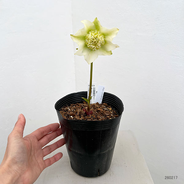 園芸ネット本店｜吉田園芸さんのクリスマスローズ：ヒデコート