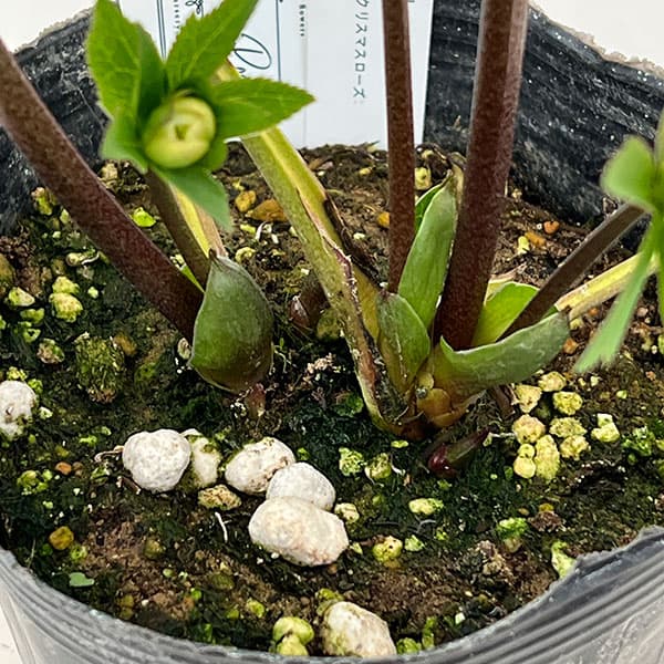 園芸ネット本店｜大和園さんのクリスマスローズ：26-06ダブル／4.5号