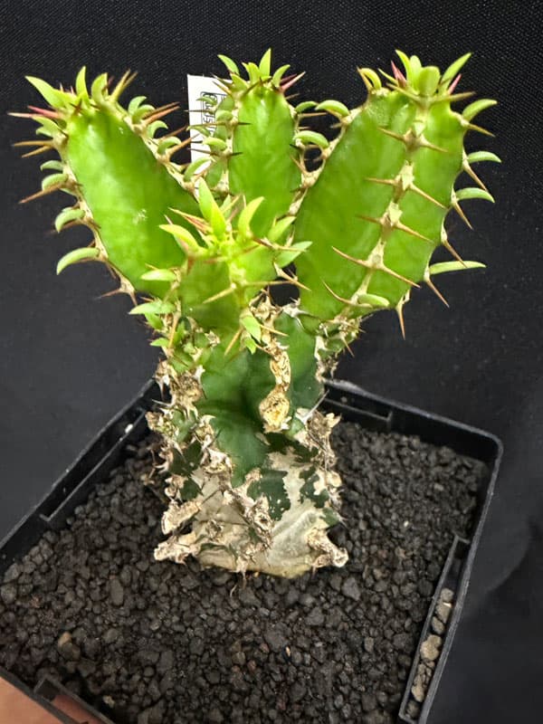 園芸ネット本店｜ユーフォルビア：ムランジーナ 3.5号鉢植え の通販