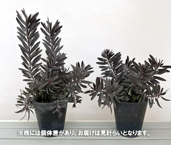 園芸ネット本店｜リューカデンドロン：デュリフ（大） 5号鉢植え の