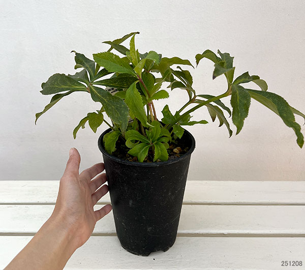 園芸ネット本店｜高正園さんのクリスマスローズ：ダブル・セミダブル