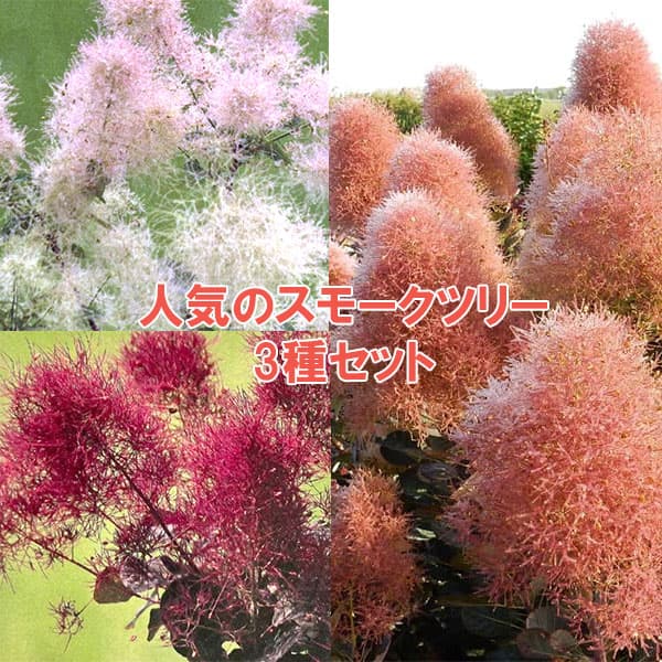 園芸ネット本店｜人気のスモークツリー苗木3種セット の通販【公式】