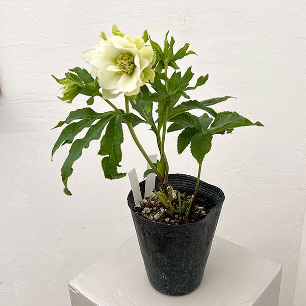 園芸ネット本店｜若泉ファームさんのクリスマスローズ：26-02