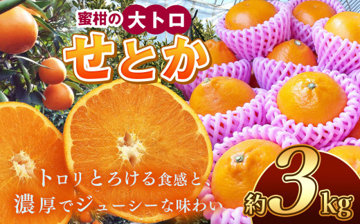せとか 約3kg | 果物 くだもの フルーツ 柑橘類 みかん ミカン 水本