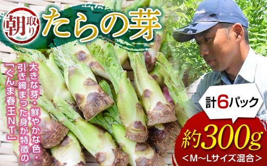 ≪先行予約≫ 山菜の王様 たらの芽 (300g) （2026年1月より順次発送