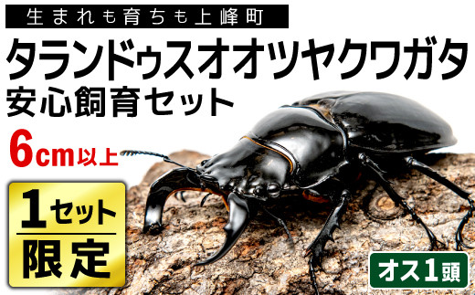 1セット限定！】完璧育成！「タランドゥスオオツヤクワガタ」 G-233