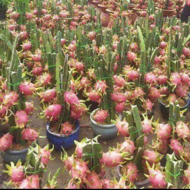 ドラゴンフルーツ 苗5本の通販 by Cotton Candy Shop｜ラクマ