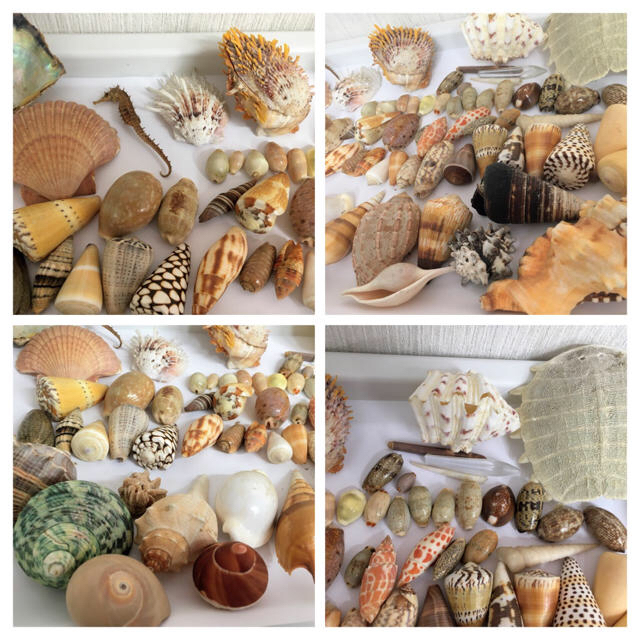 天然◇貝殻◇シエル◇観賞用◇大小72点◇レア貝あり◇海外◇土産品の