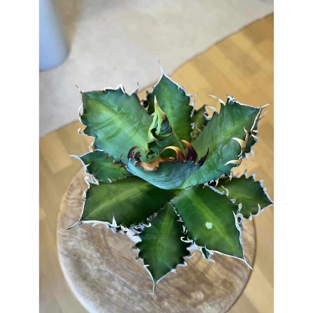 NEIGHBORHOOD - アガベ チタノタ レッドキャットウィーズル 斑入り? 4