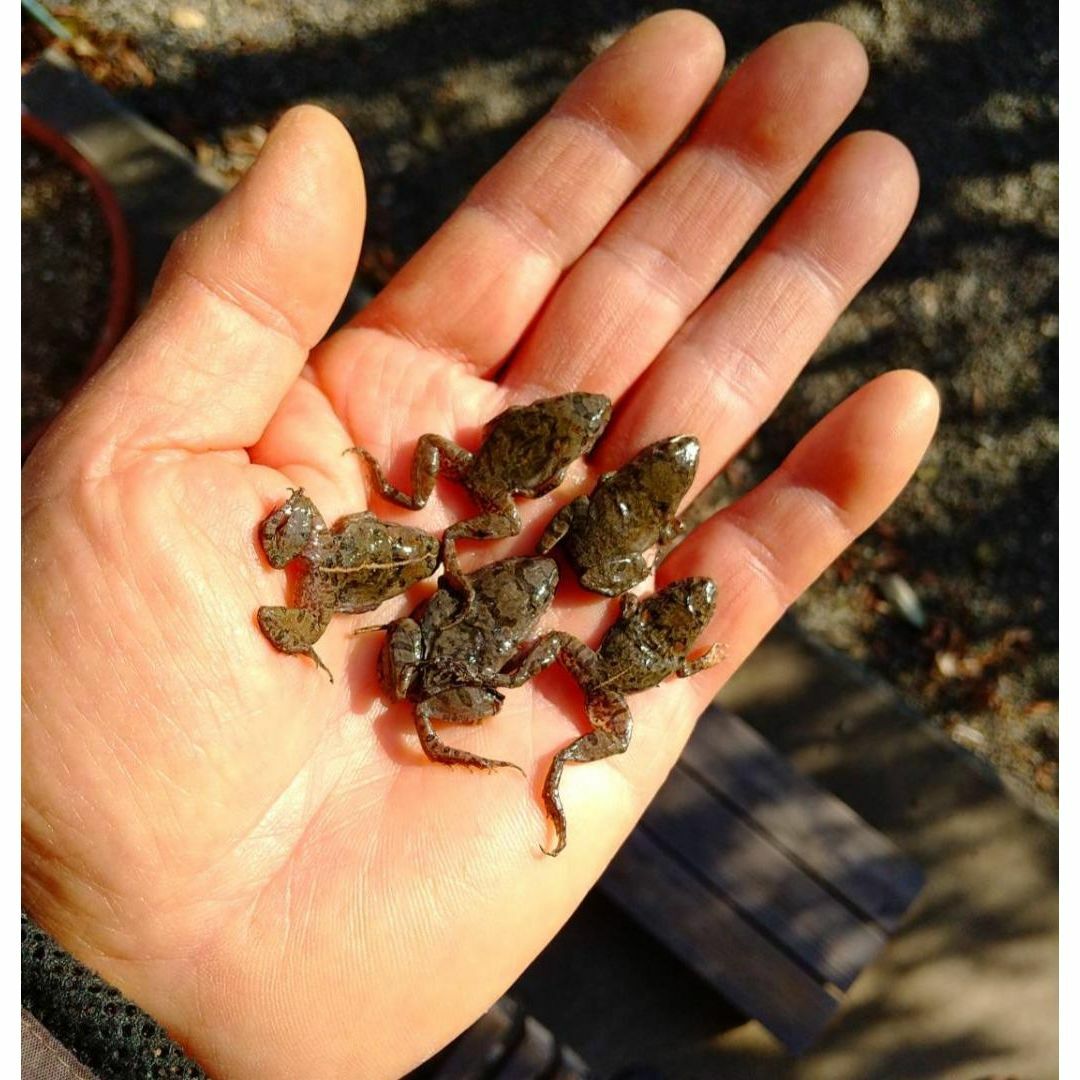 国産】冷凍カエル 餌 SM 20匹 胴長2.5~3cm ヌマガエル ヘビ用 蛇の通販