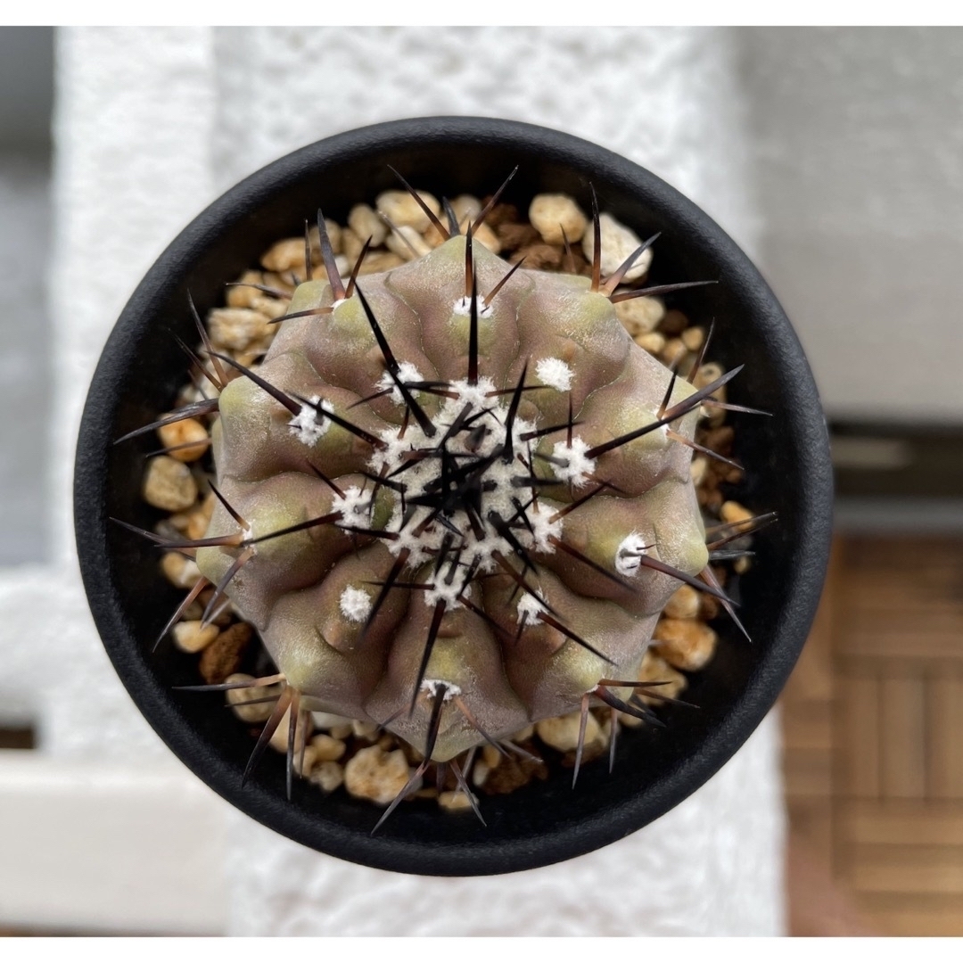 黒王丸 実生 接木 台付 発根済 3 コピアポア シネレア