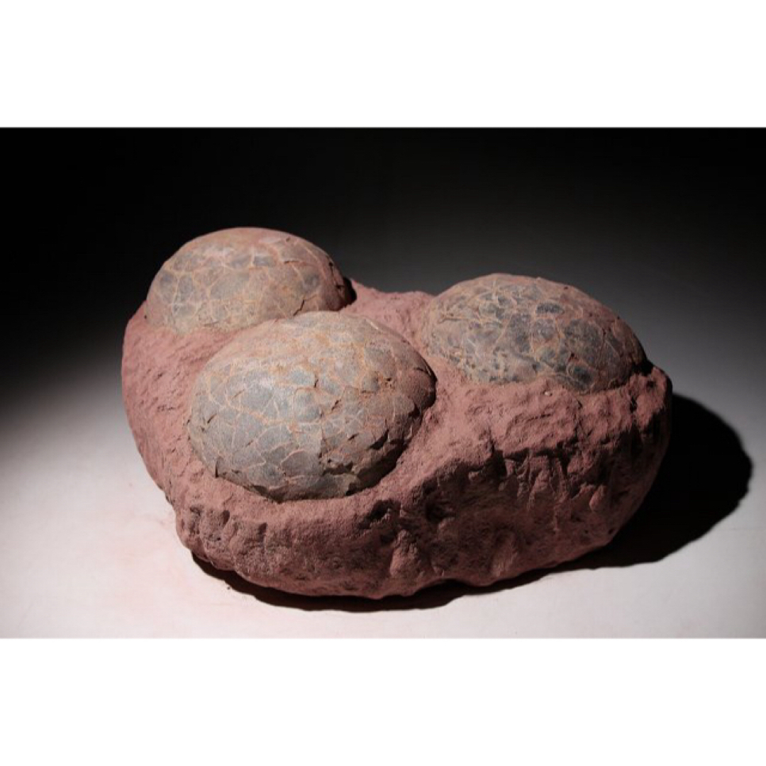 ☆ 【入手困難】恐竜の卵の巣 化石 ハドロサウルスの卵の巣 3個‼︎の